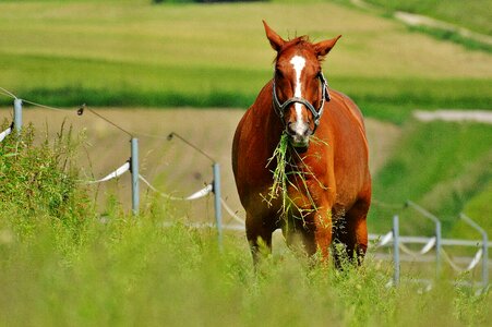 Eat paddock brown