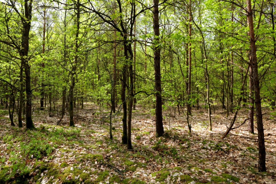 Forest Himmelpfort 2021-05-29 60