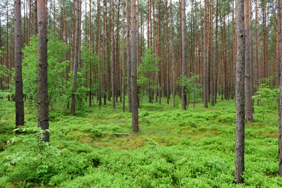 Forest Himmelpfort 2021-05-29 30