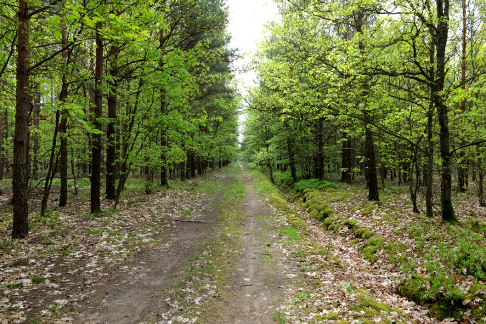 Forest Himmelpfort 2021-05-29 57