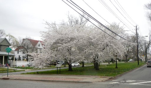 Forest Hill blossoms Heller Pkwy Degraw Av jeh