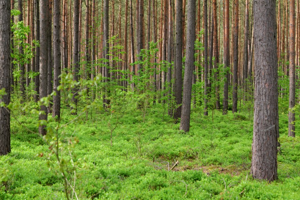 Forest Himmelpfort 2021-05-29 49
