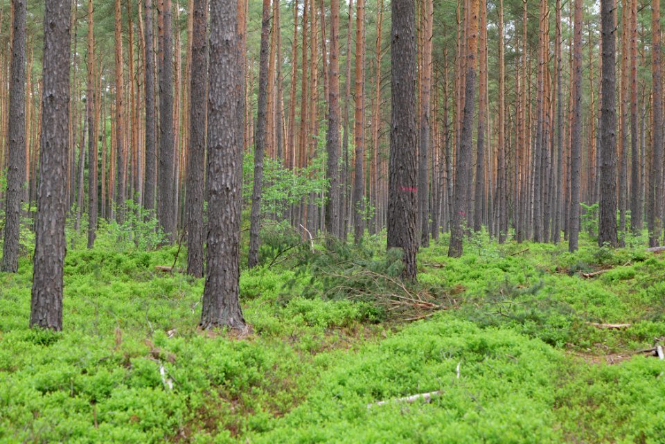 Forest Himmelpfort 2021-05-29 04