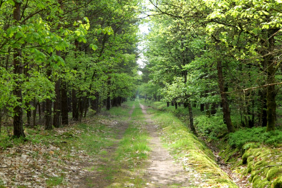 Forest Himmelpfort 2021-05-29 59