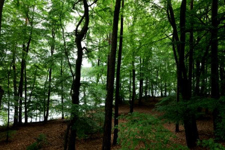 Forest Himmelpfort 2021-05-29 01