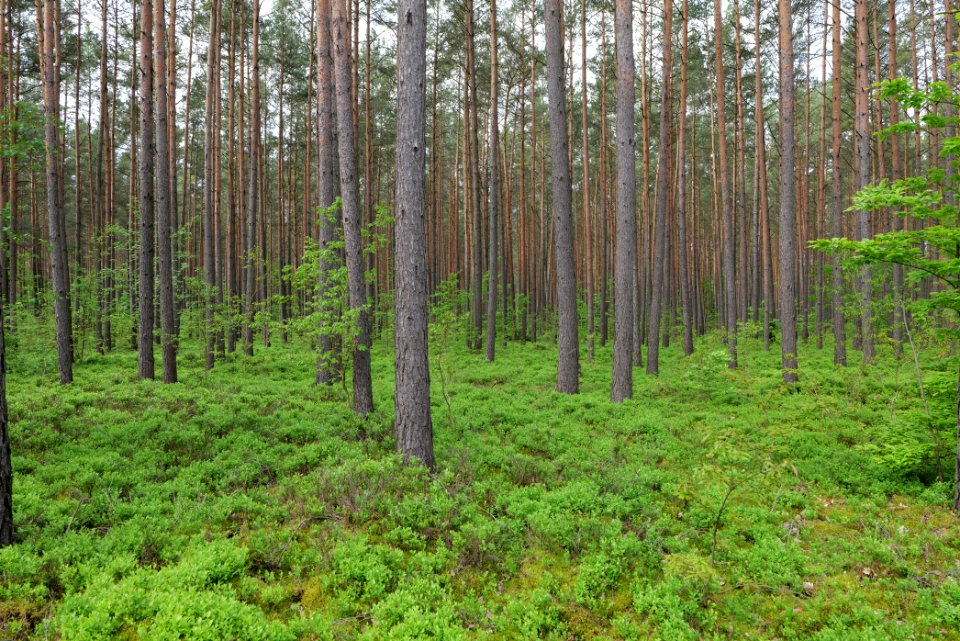 Forest Himmelpfort 2021-05-29 52