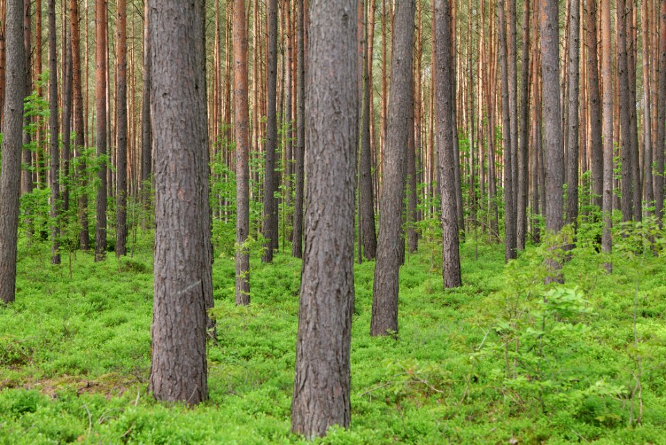 Forest Himmelpfort 2021-05-29 50