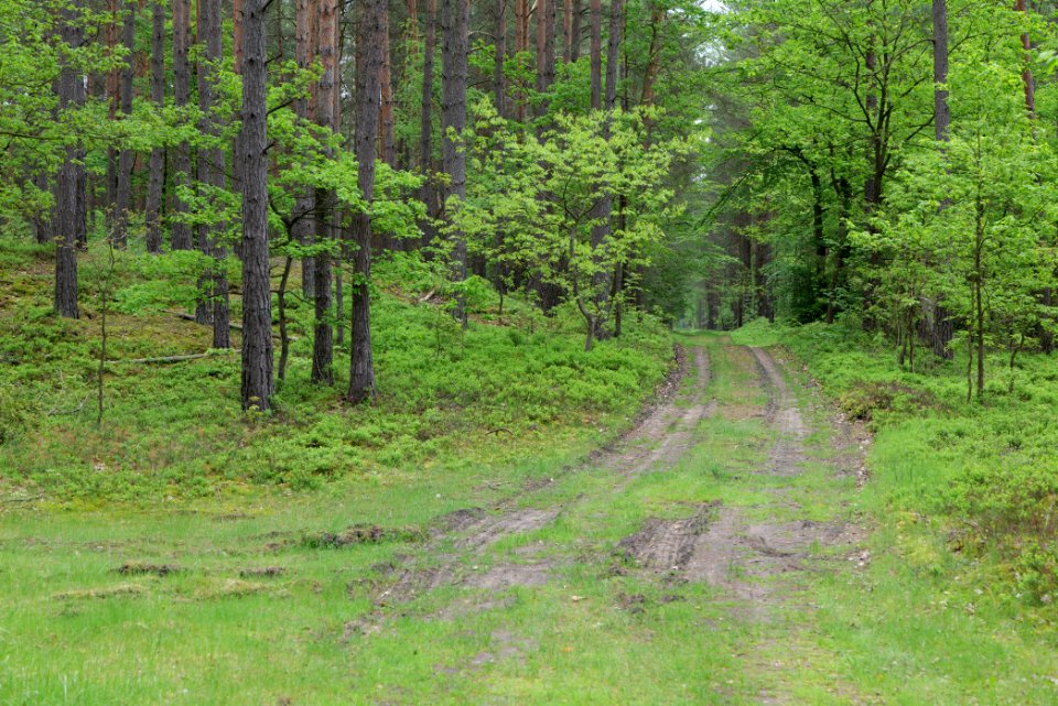 Forest Himmelpfort 2021-05-29 24