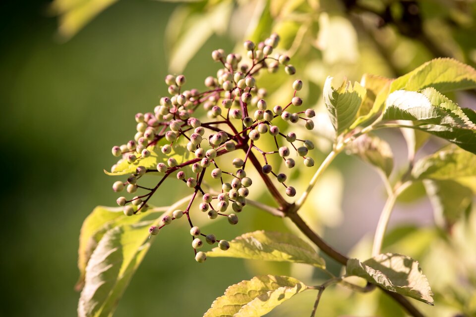 Holder bush sambucus nigra elderberries