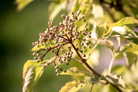 Holder bush sambucus nigra elderberries
