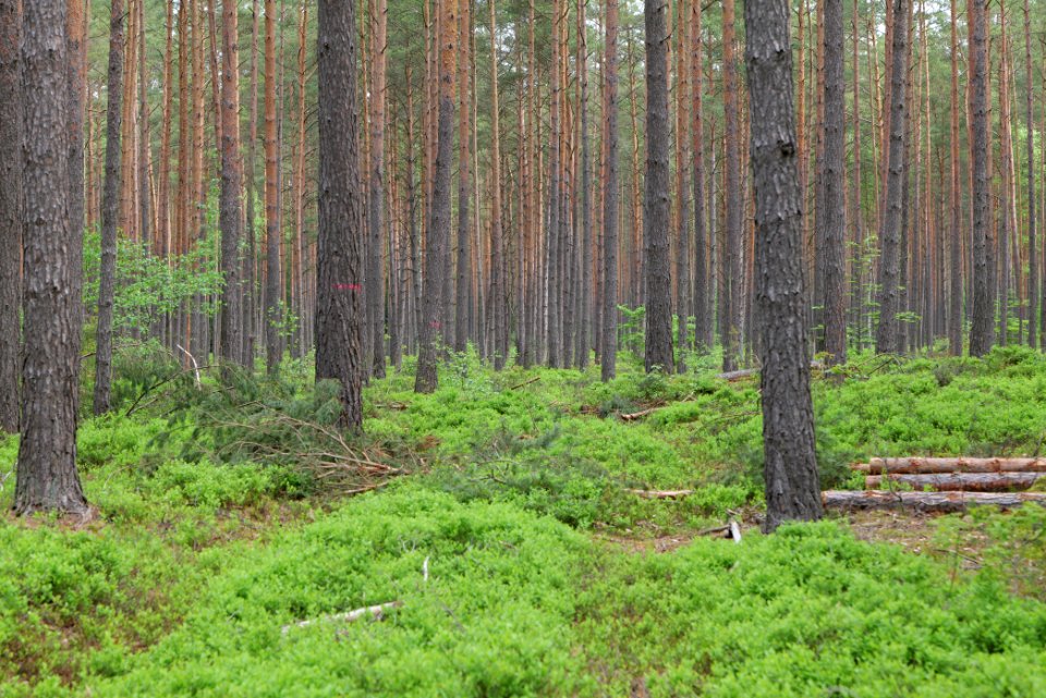 Forest Himmelpfort 2021-05-29 05