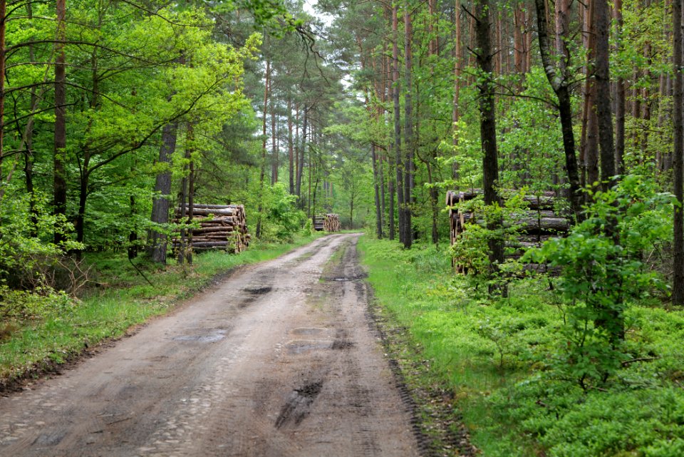 Forest Himmelpfort 2021-05-29 37