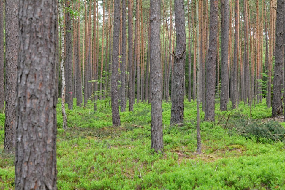Forest Himmelpfort 2021-05-29 07