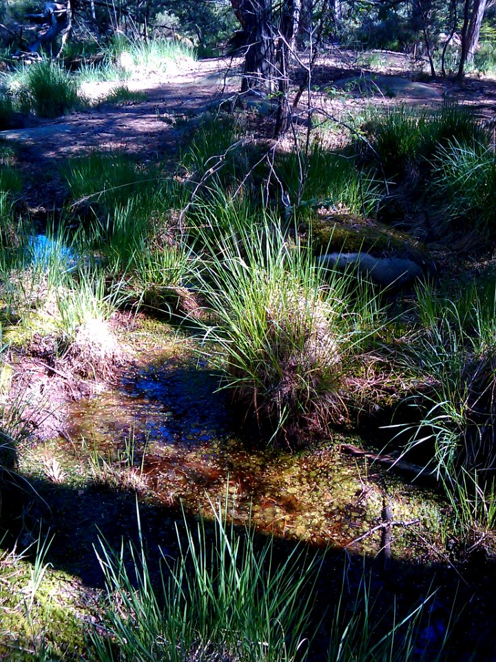 Fontainebleau forest herb 01