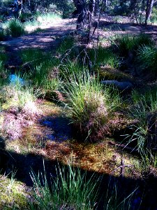 Fontainebleau forest herb 01