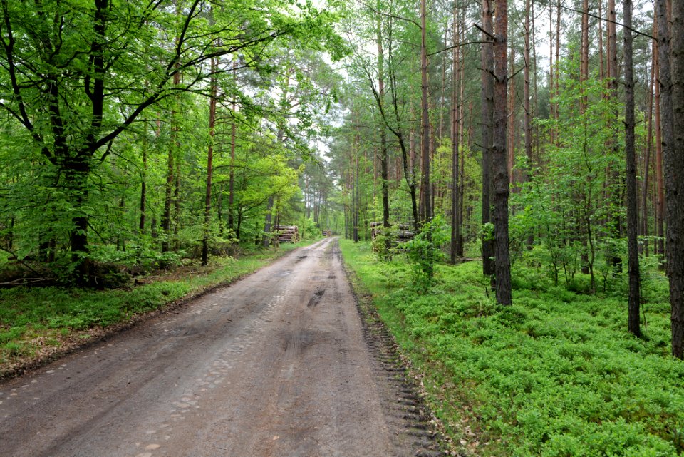 Forest Himmelpfort 2021-05-29 34