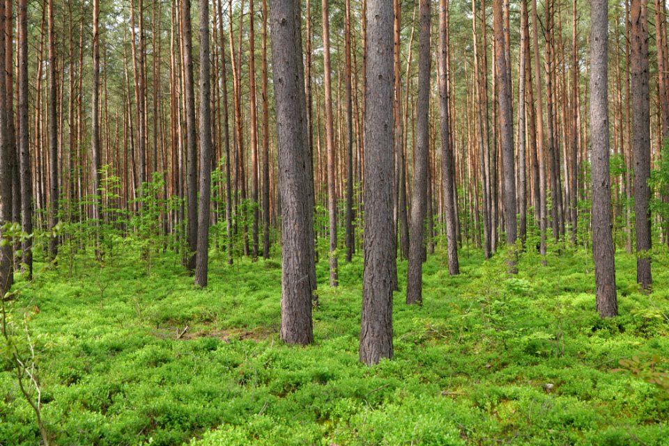 Forest Himmelpfort 2021-05-29 46