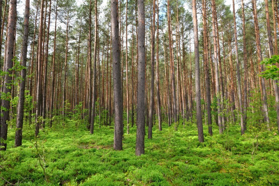 Forest Himmelpfort 2021-05-29 43