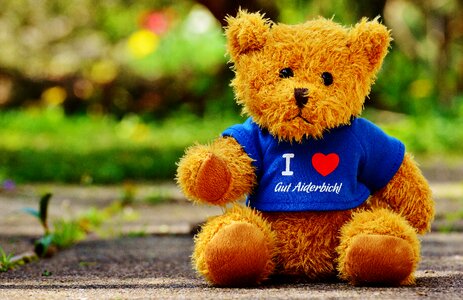 Animals bear funny