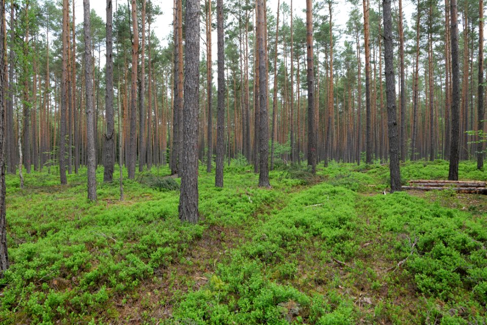 Forest Himmelpfort 2021-05-29 15