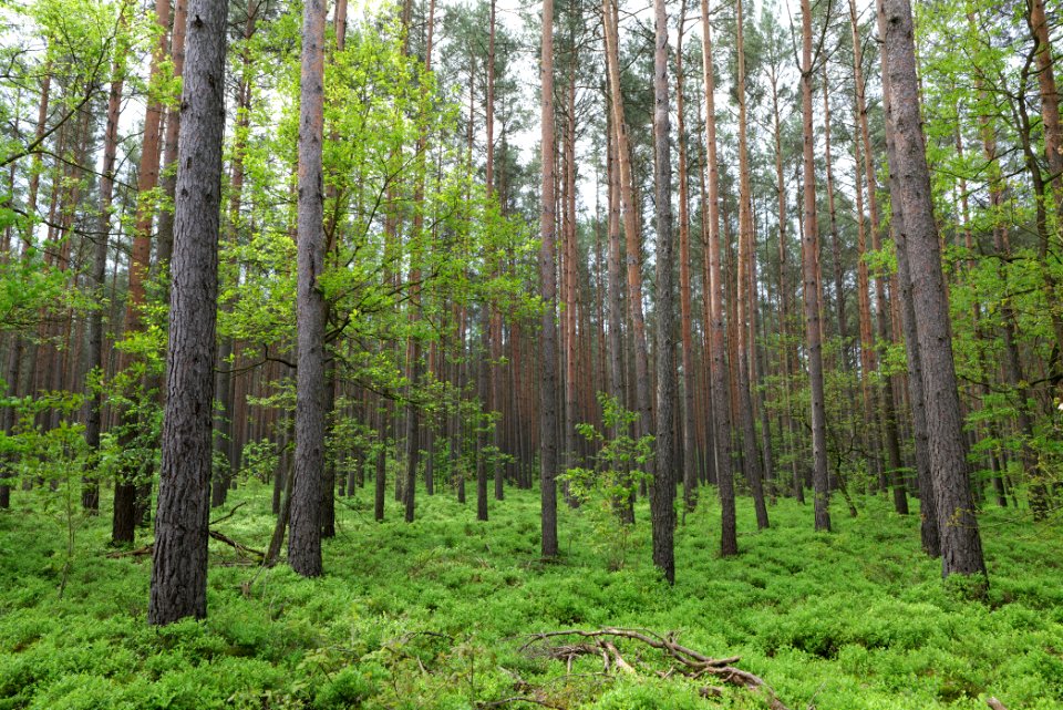 Forest Himmelpfort 2021-05-29 40
