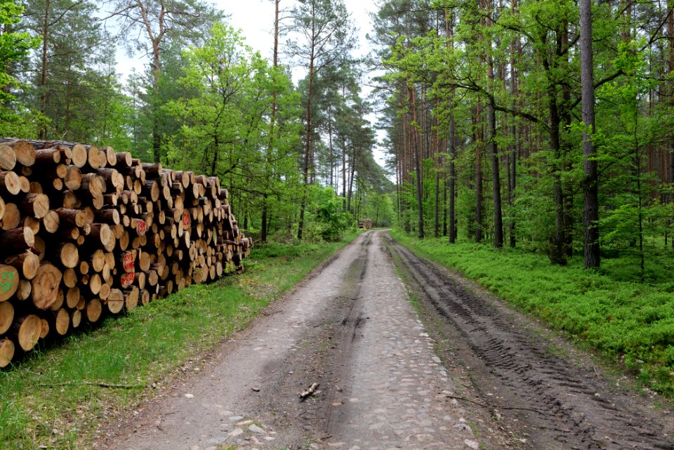 Forest Himmelpfort 2021-05-29 38