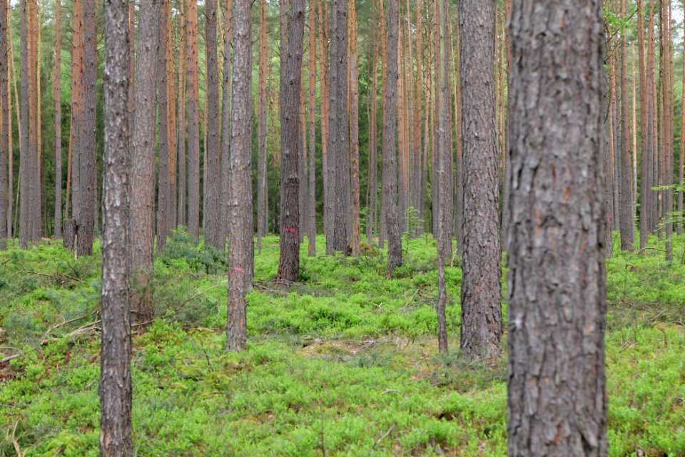 Forest Himmelpfort 2021-05-29 08