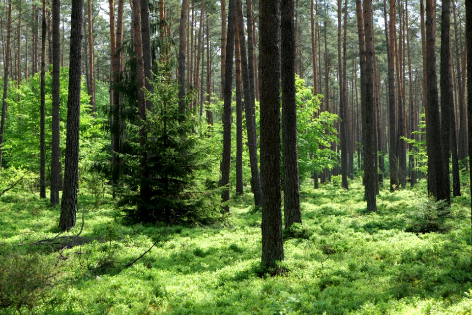 Forest in Densow 2021-05-29 10