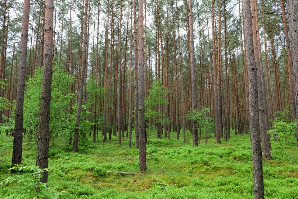 Forest Himmelpfort 2021-05-29 31