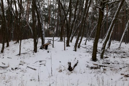 Forest around Wietkiekenberg Ferch with snow 2021-02-07 22