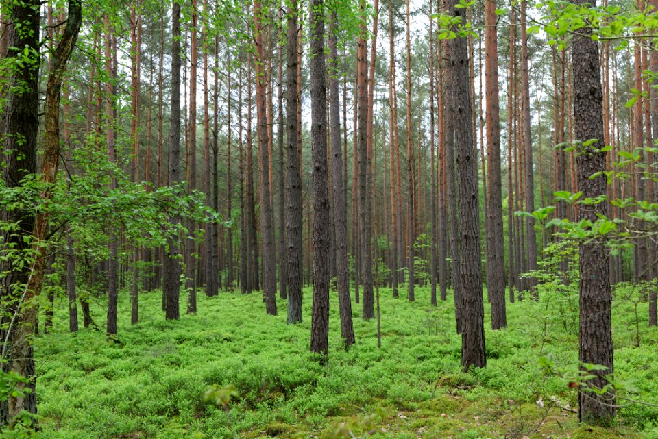 Forest Himmelpfort 2021-05-29 28