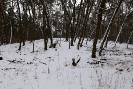 Forest around Wietkiekenberg Ferch with snow 2021-02-07 21
