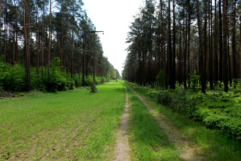 Forest in Densow 2021-05-29 25