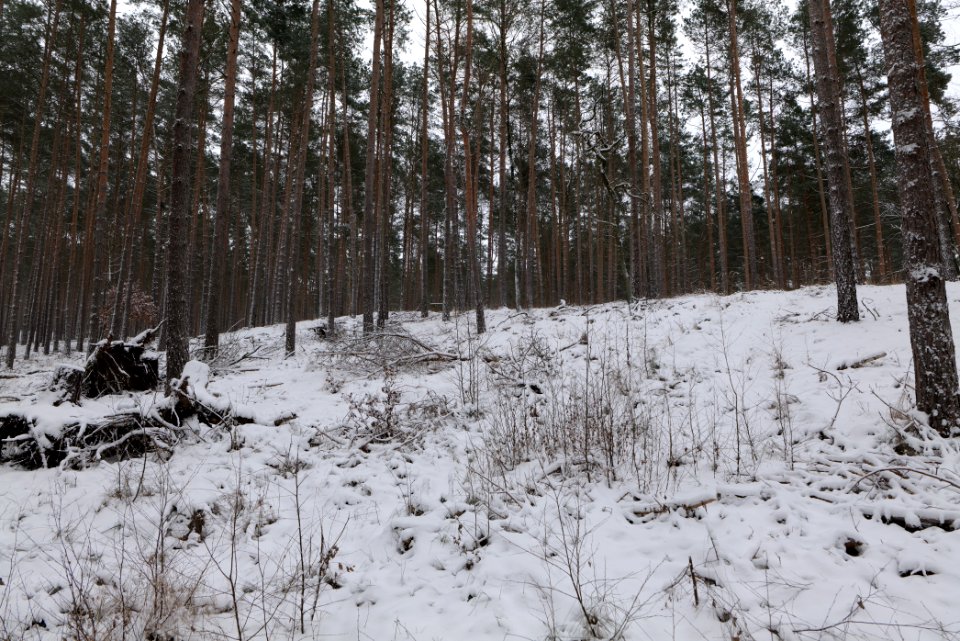 Forest around Wietkiekenberg Ferch with snow 2021-02-07 24