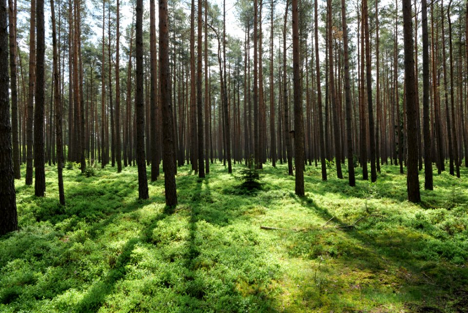 Forest in Densow 2021-05-29 16