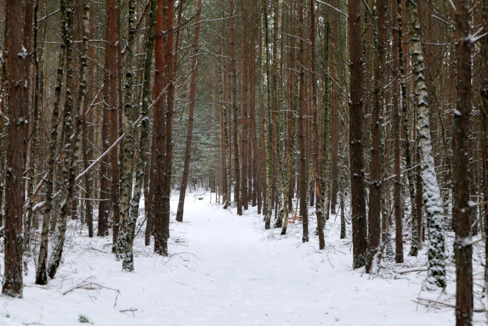 Forest around Wietkiekenberg Ferch with snow 2021-02-07 70
