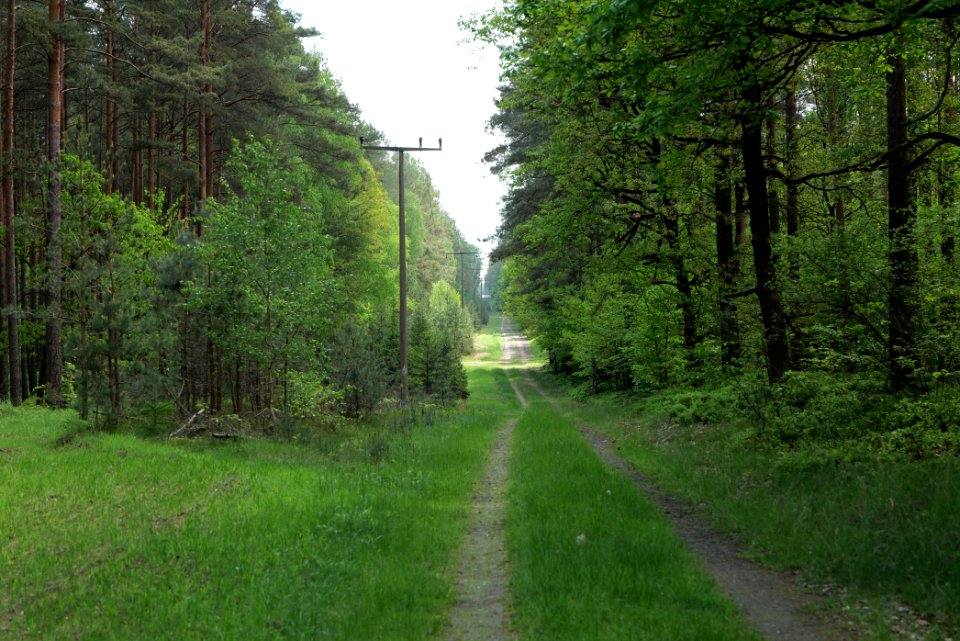 Forest in Densow 2021-05-29 28