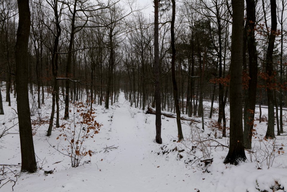 Forest around Wietkiekenberg Ferch with snow 2021-02-07 76