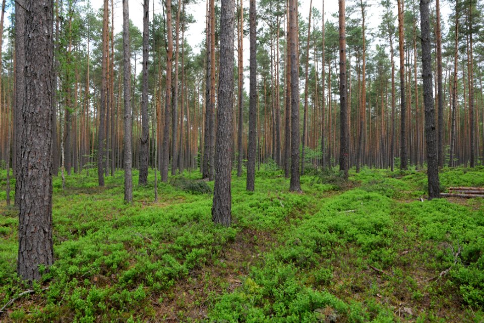 Forest Himmelpfort 2021-05-29 10