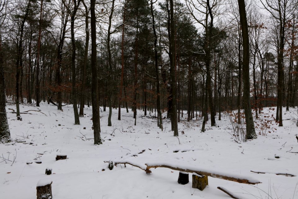 Forest around Wietkiekenberg Ferch with snow 2021-02-07 75