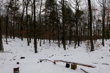 Forest around Wietkiekenberg Ferch with snow 2021-02-07 75
