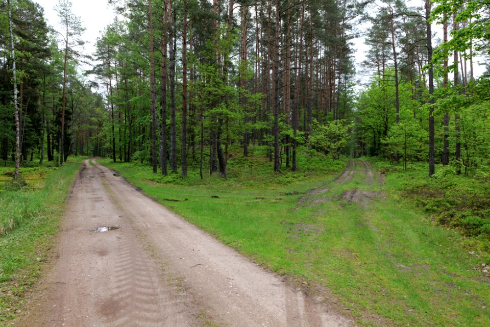 Forest Himmelpfort 2021-05-29 25