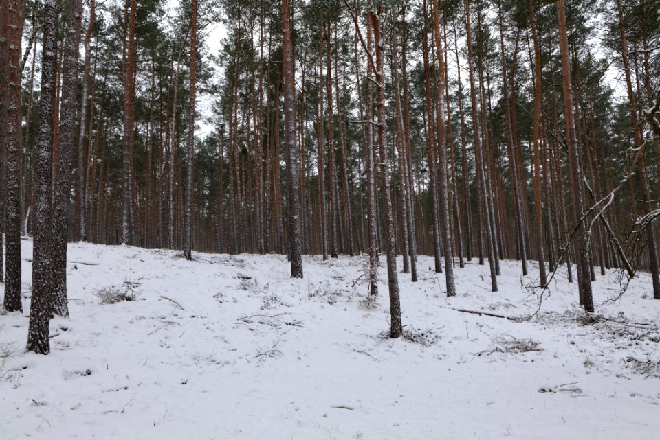 Forest around Wietkiekenberg Ferch with snow 2021-02-07 32