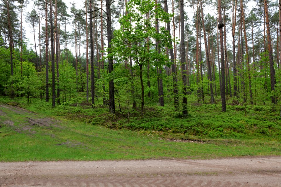 Forest Himmelpfort 2021-05-29 19