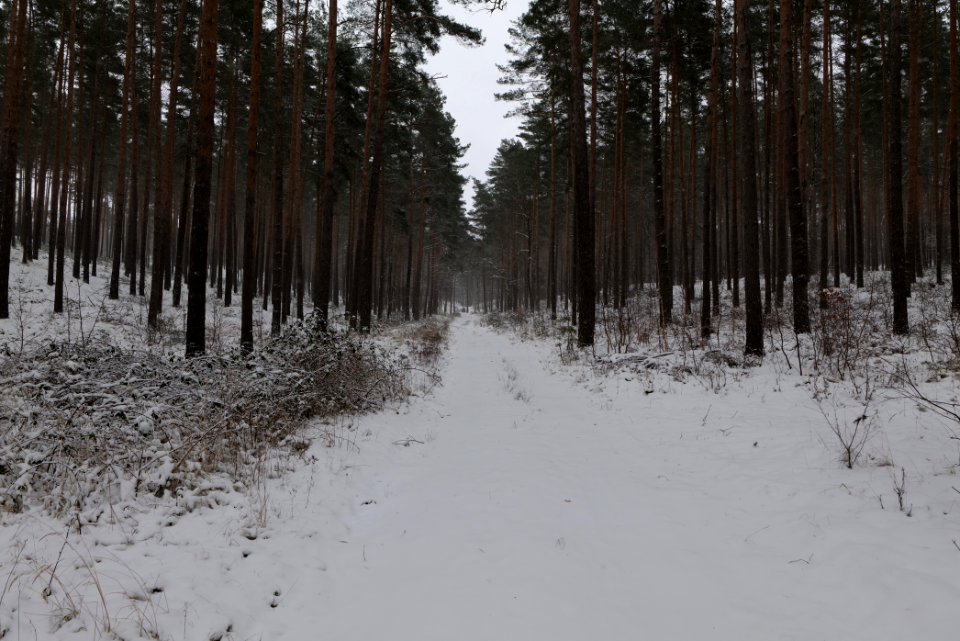 Forest around Wietkiekenberg Ferch with snow 2021-02-07 08