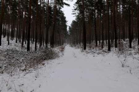 Forest around Wietkiekenberg Ferch with snow 2021-02-07 08