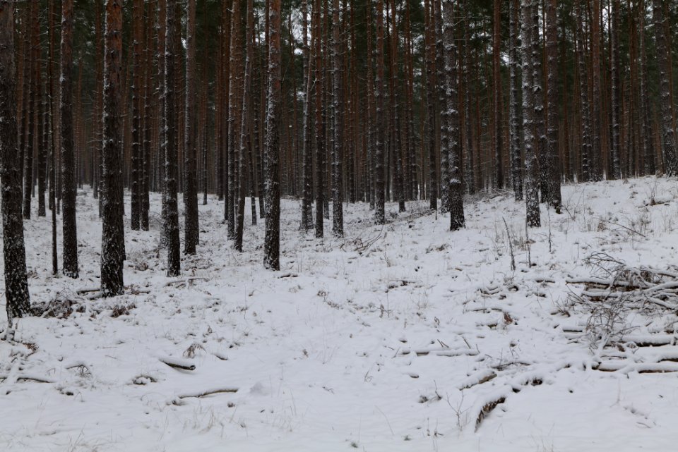 Forest around Wietkiekenberg Ferch with snow 2021-02-07 27