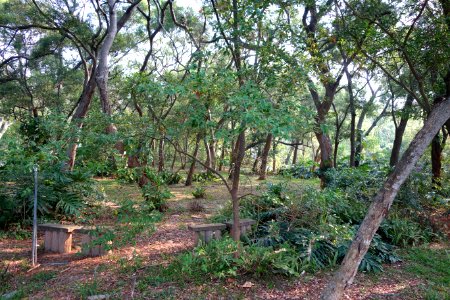 Forest - Tunghai University - DSC01774