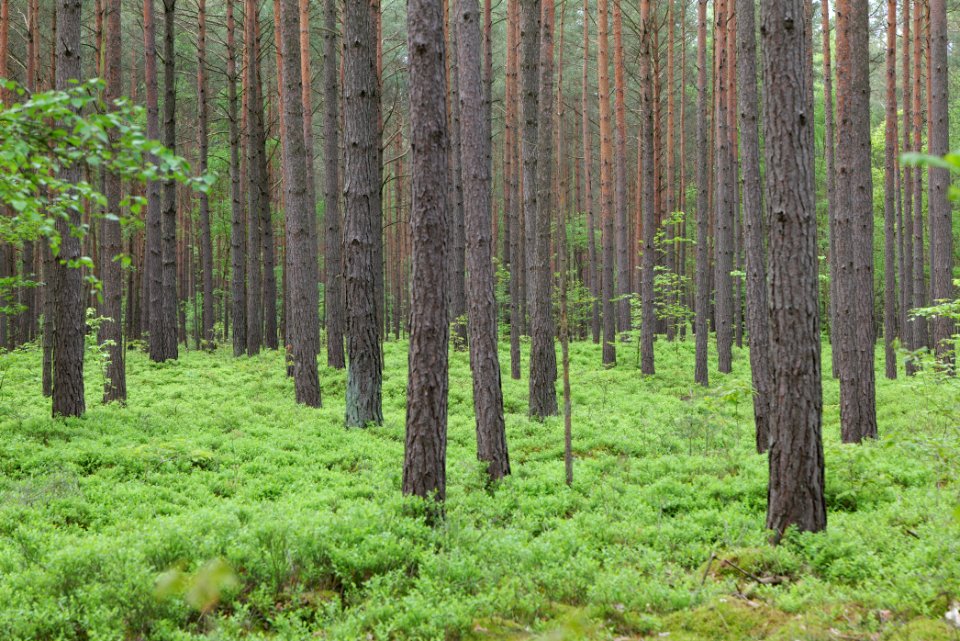 Forest Himmelpfort 2021-05-29 27