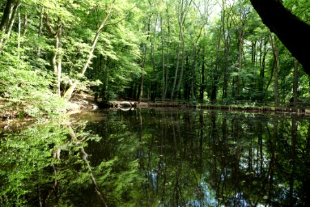 Forellenweiher Reichenbach Taunus 2020-08-18 03